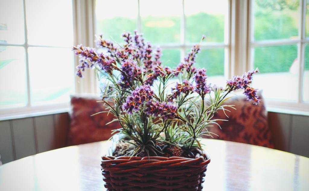 Hambro Arms Hotel Milton Abbas ภายนอก รูปภาพ